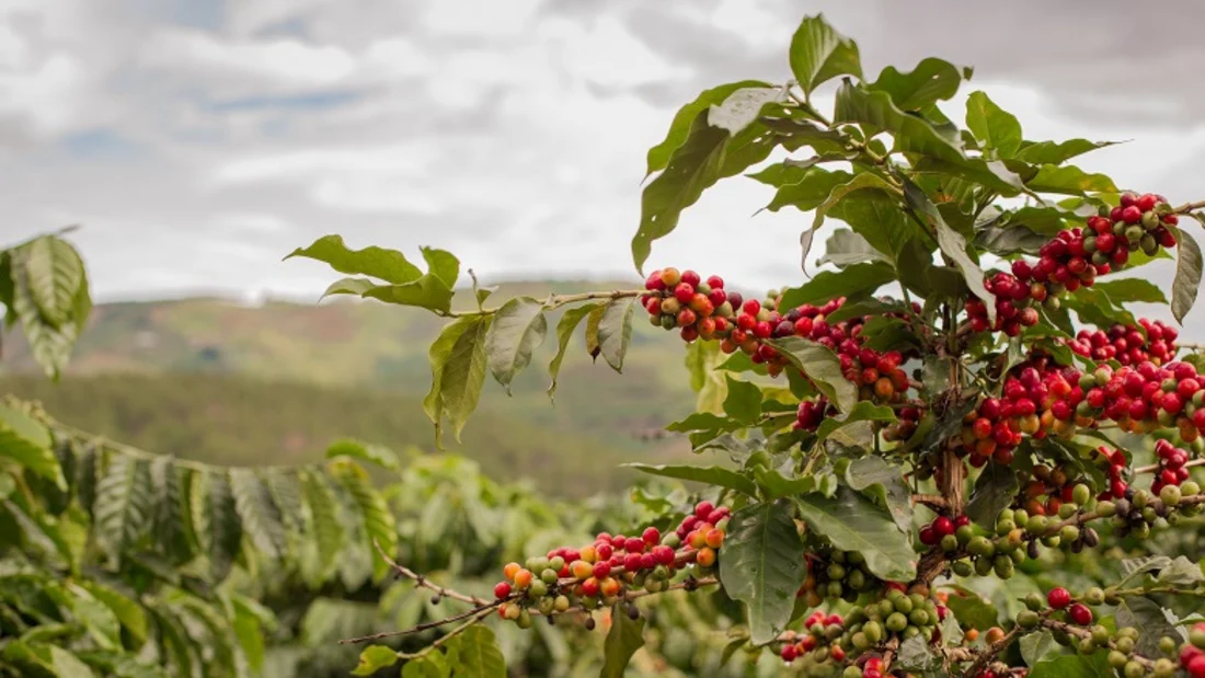 Ethiopian coffee plant with distinctive red coffee cherries