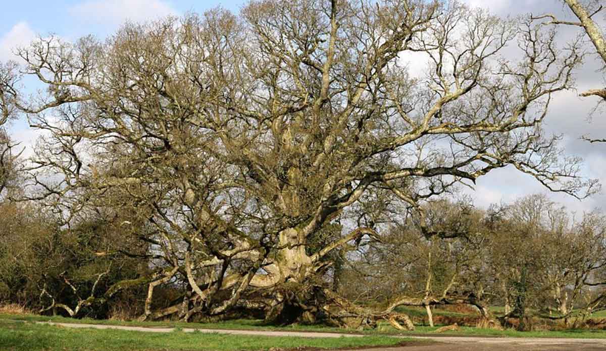 King Oak Tullamore