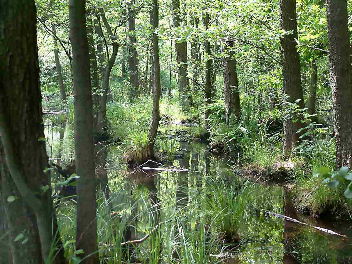 Swampman thought experiment