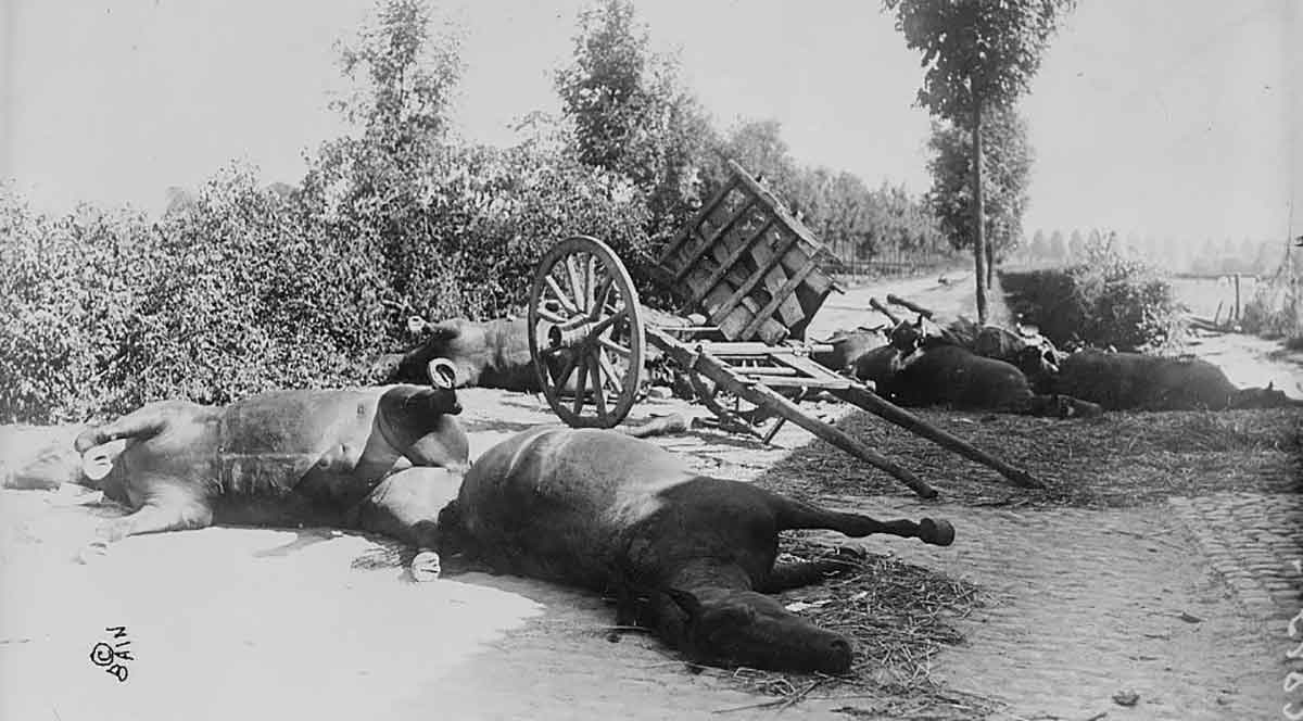 after battle of haelen