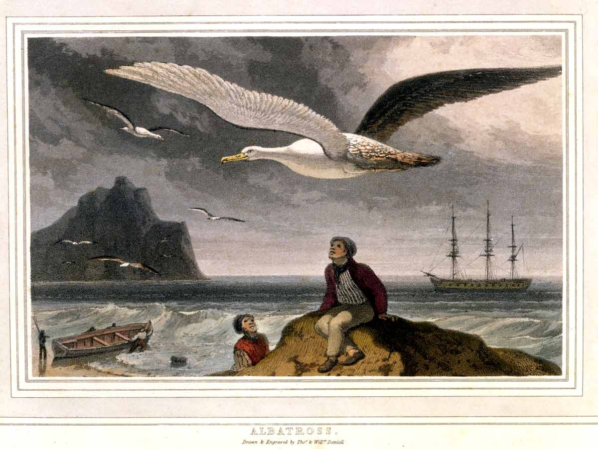 albatross daniell