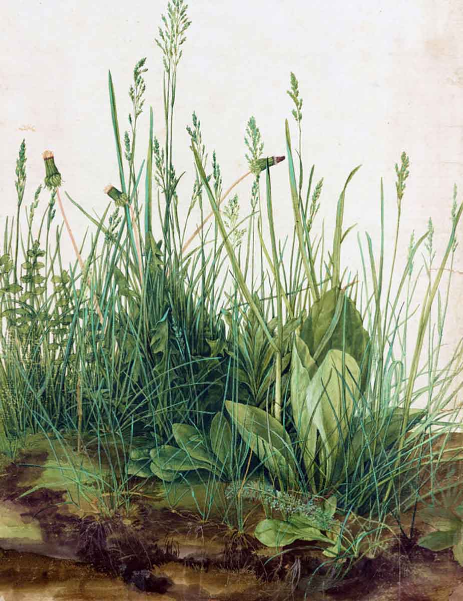 albrecht durer great piece turf