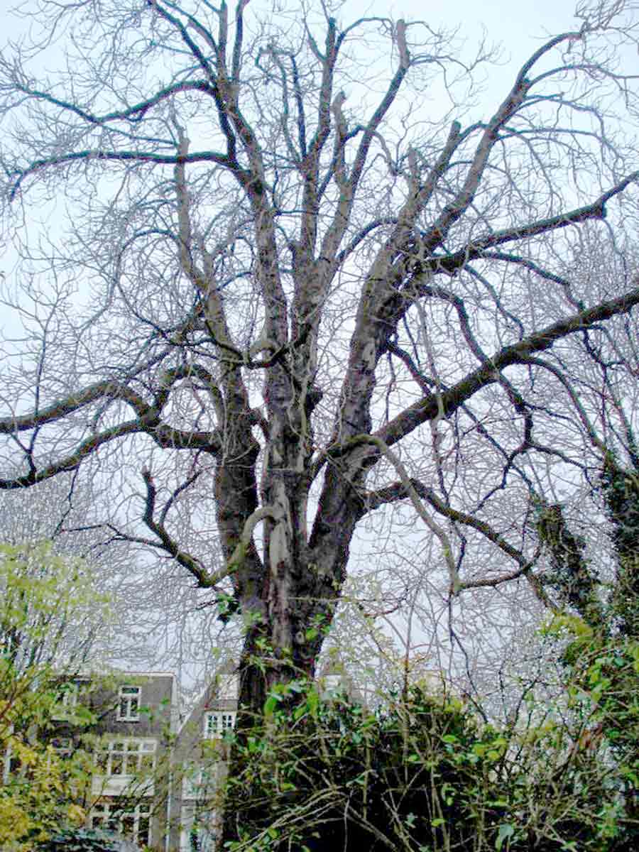 anne frank tree