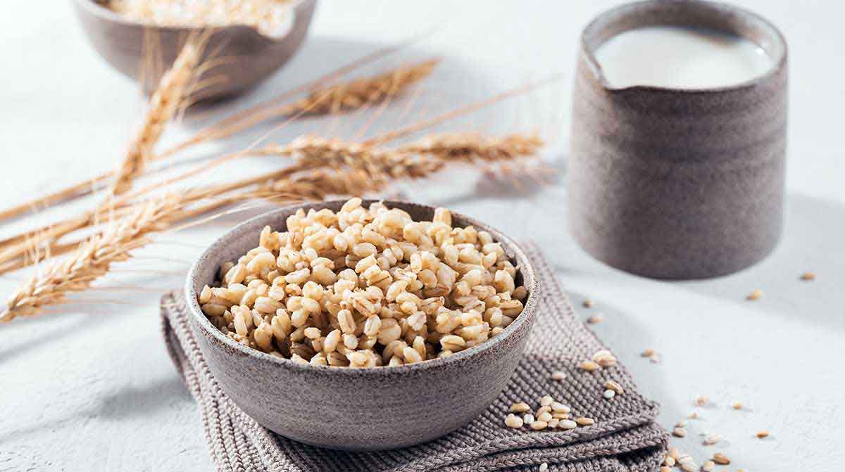barley stock photo