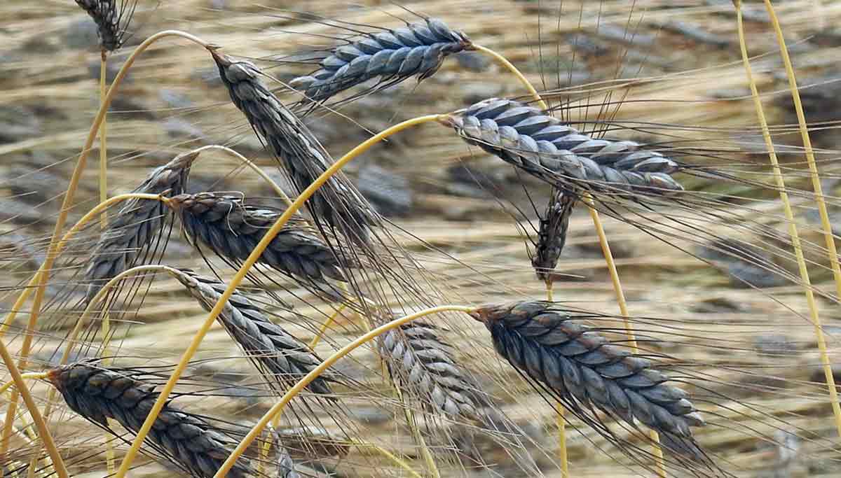 black emmer wheat