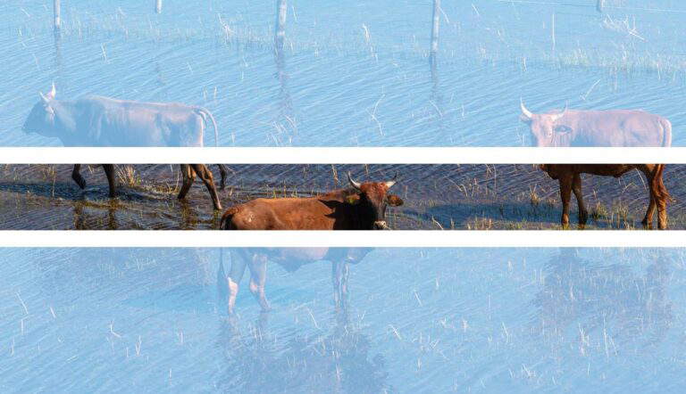 cows botswana flag
