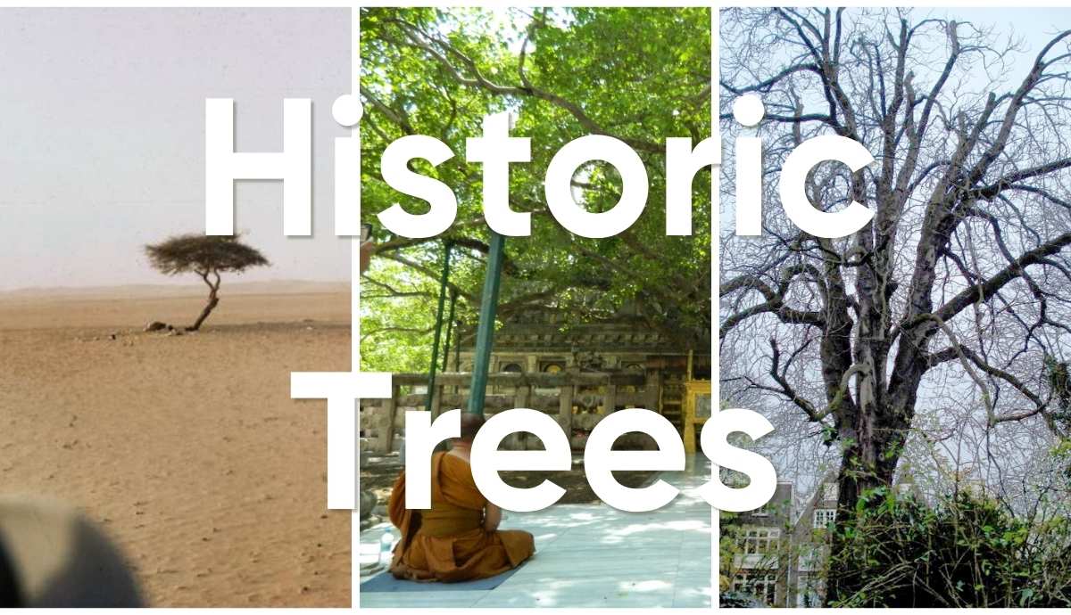 Three famous historic trees divided into vertical panels.