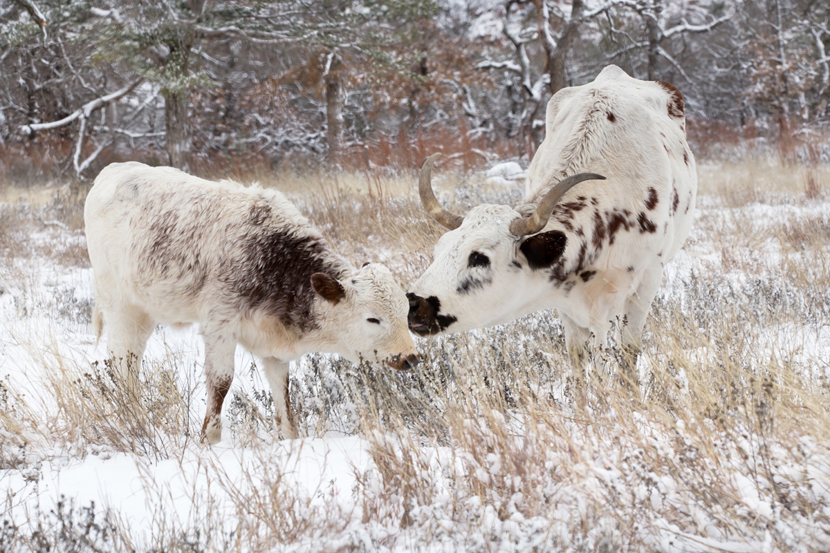 longhorns in the snow