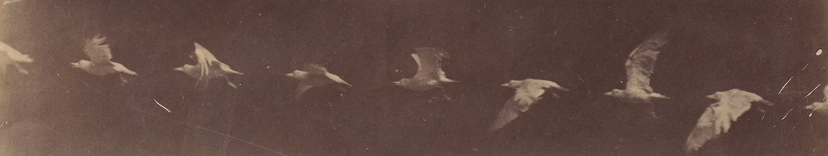marey bird in flight chronophotograph