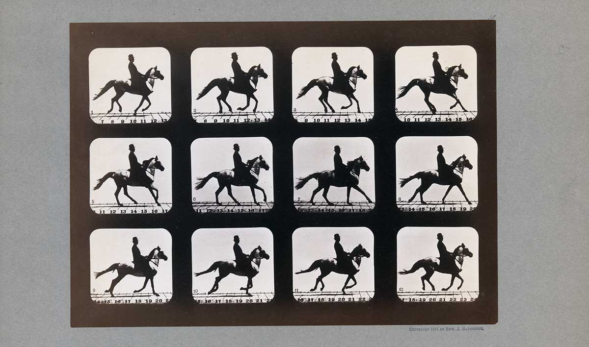 muybridge attitudes animals motion