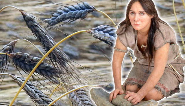 neolithic woman wheat feature