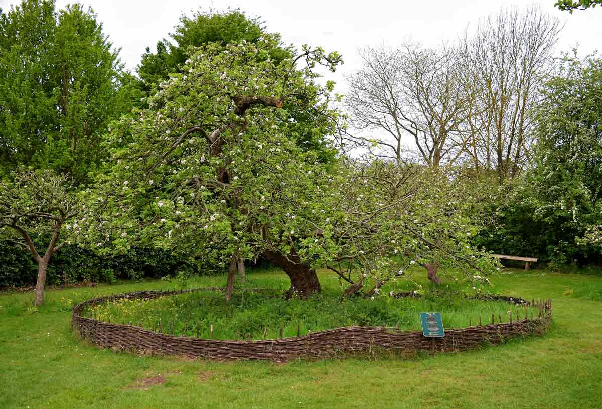 newton apple tree