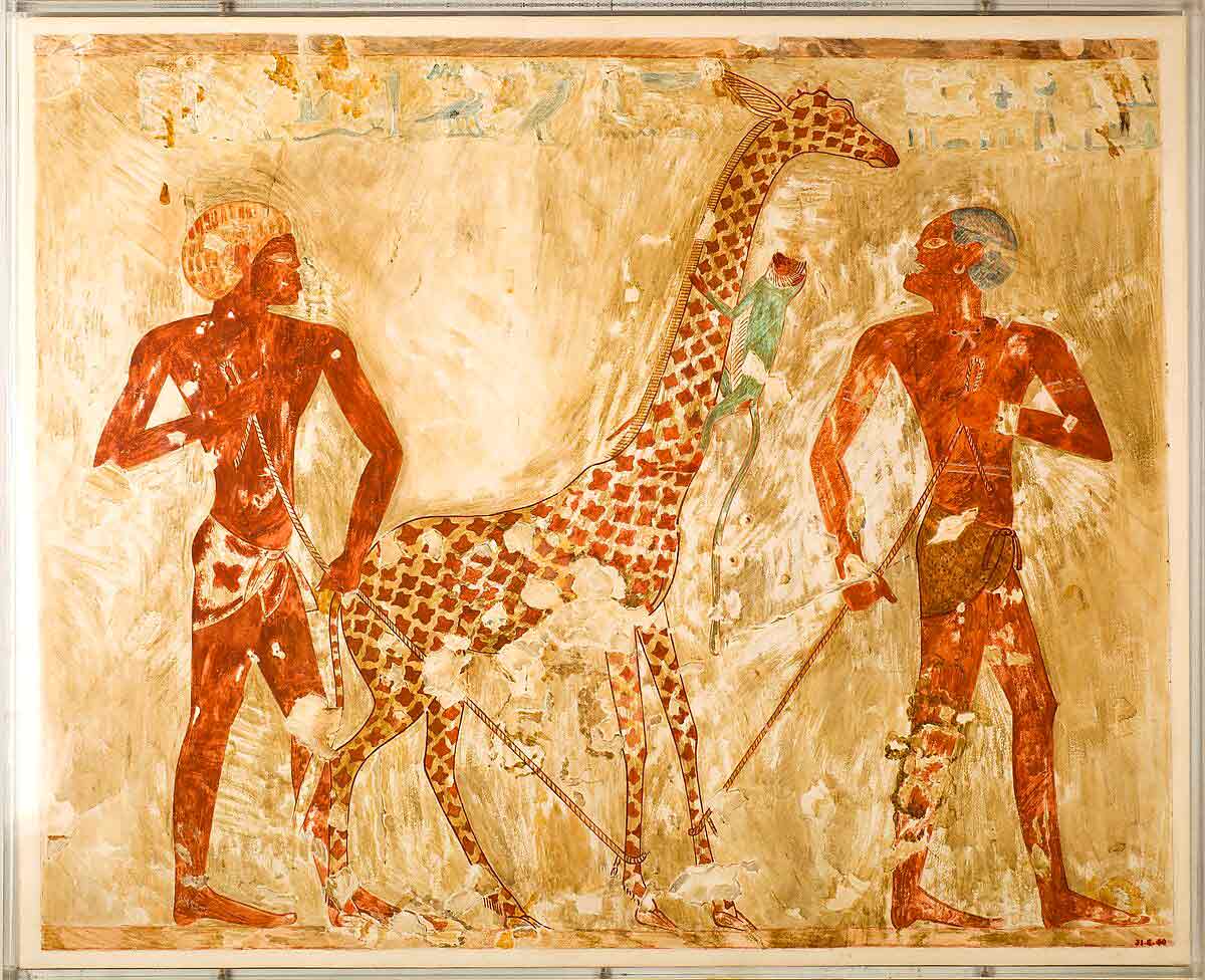 nubians giraffe