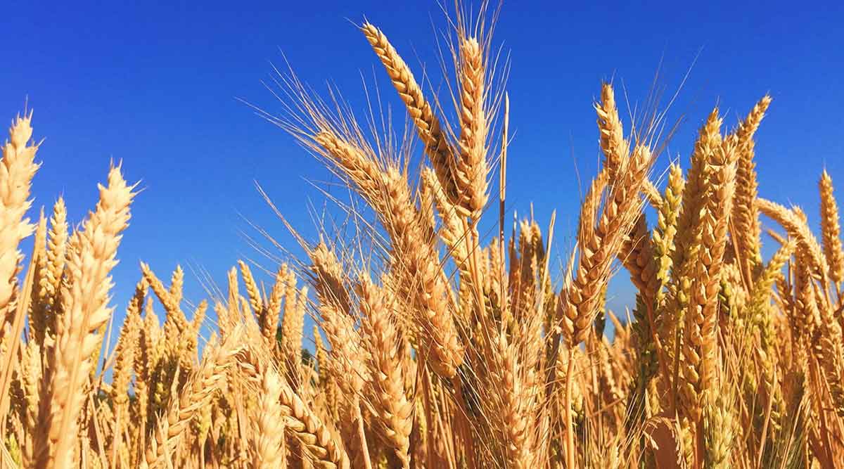 wheat field