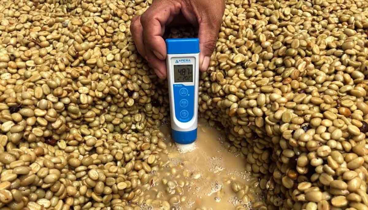 During fermentation, pH levels