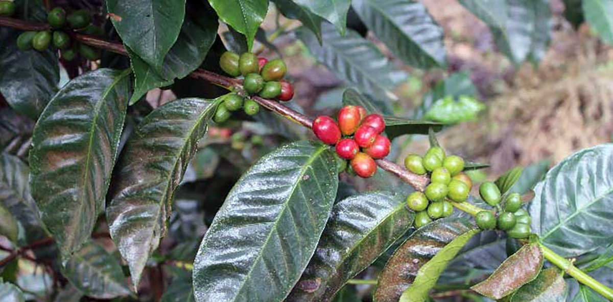 Panamanian Geisha plant 1