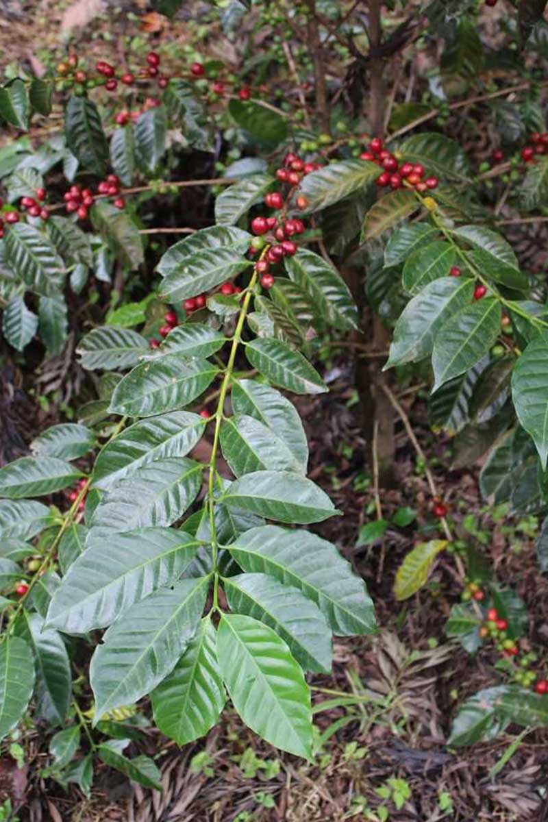 Panamanian Geisha plant