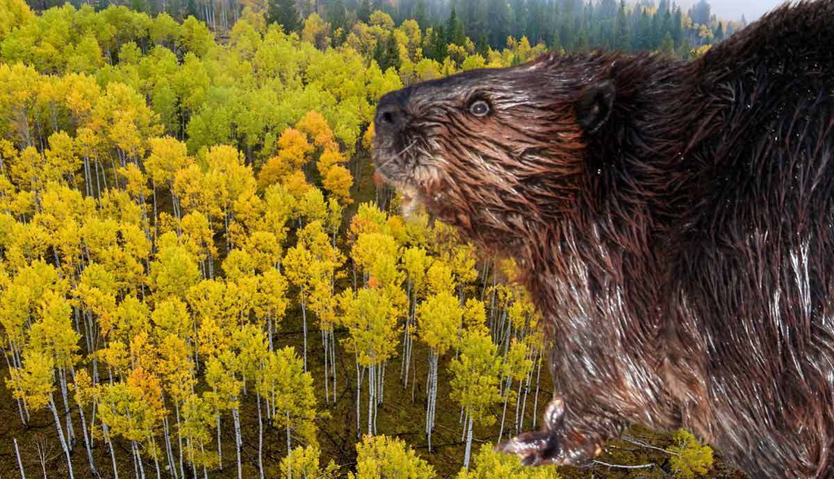beaver aspen feature