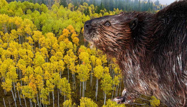 beaver aspen feature
