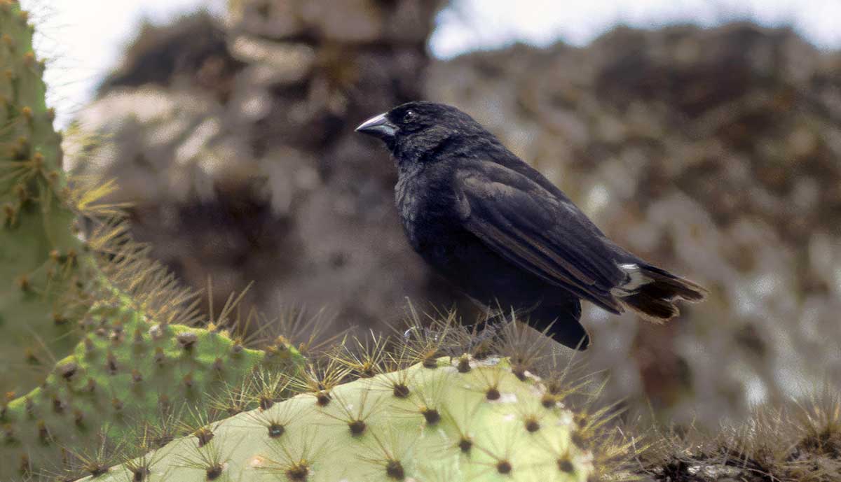 cactus finch galapagos