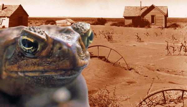 cane toad dustbowl feature