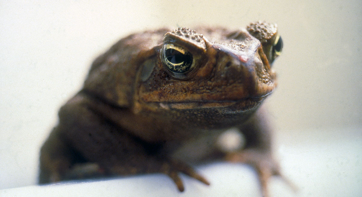 cane toad image