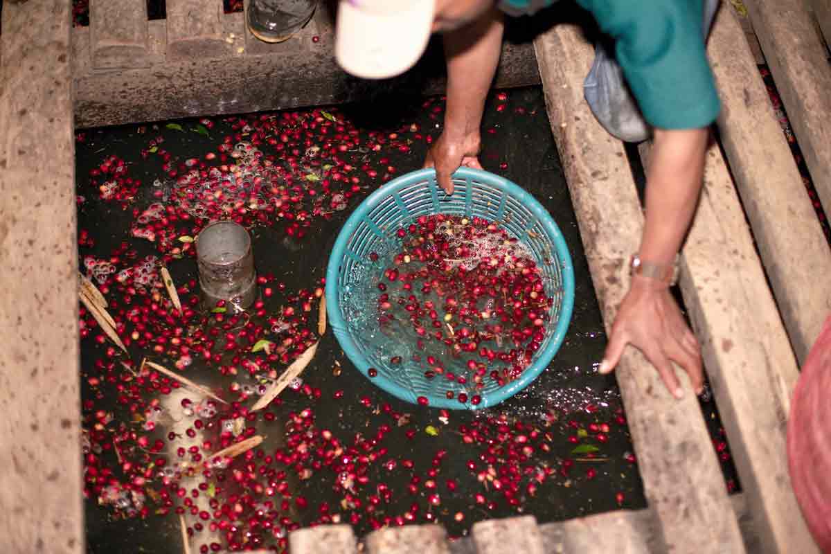 coffee cherries workers