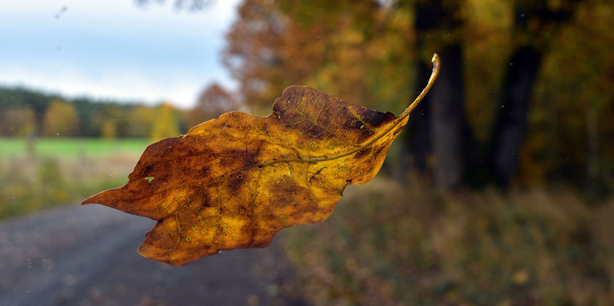 falling leaf pixabay