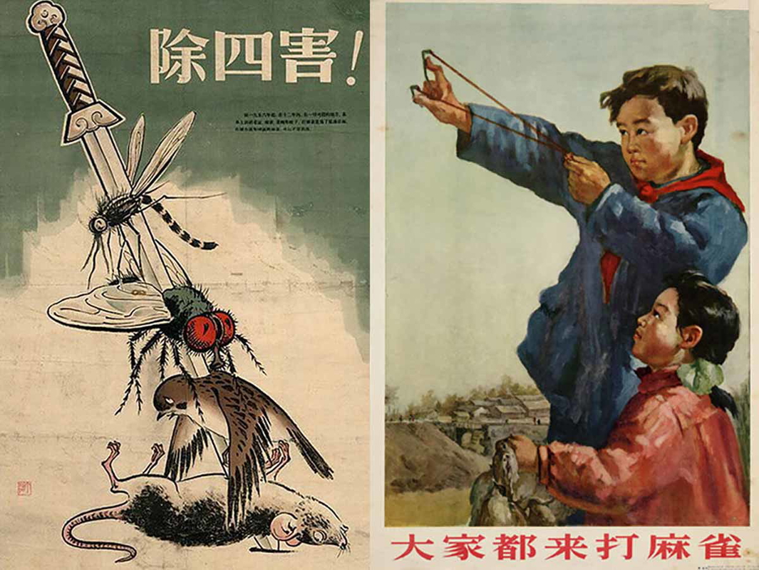 four pest campaign poster