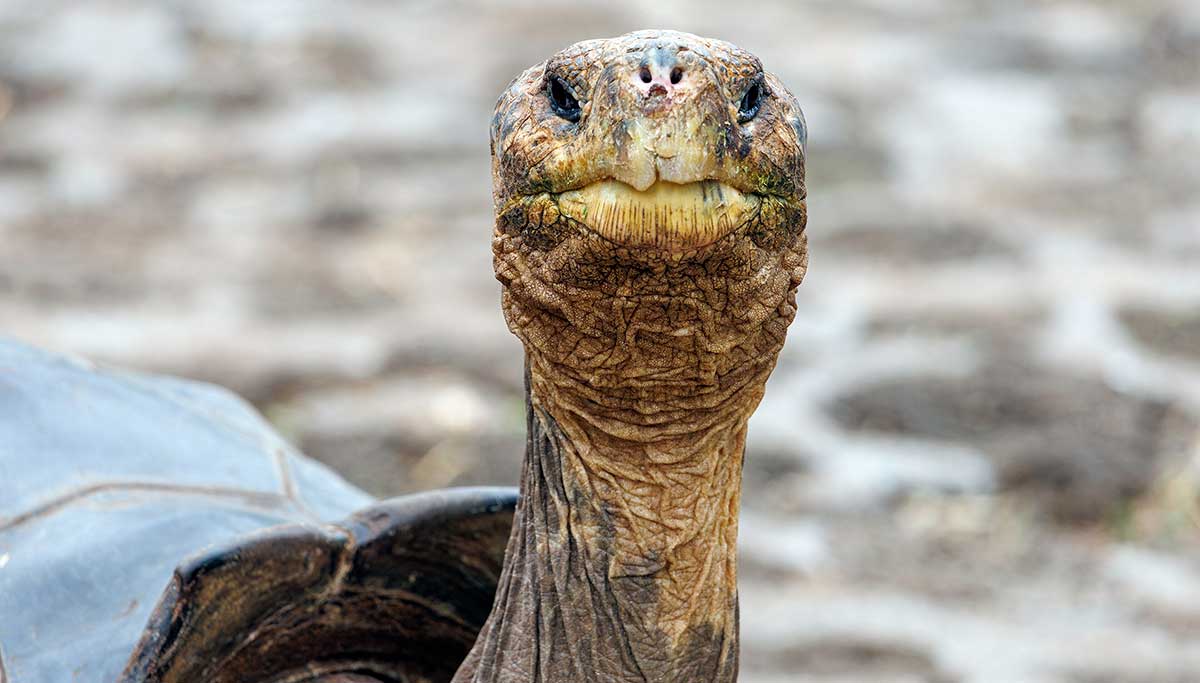 galapagos giant tortoise