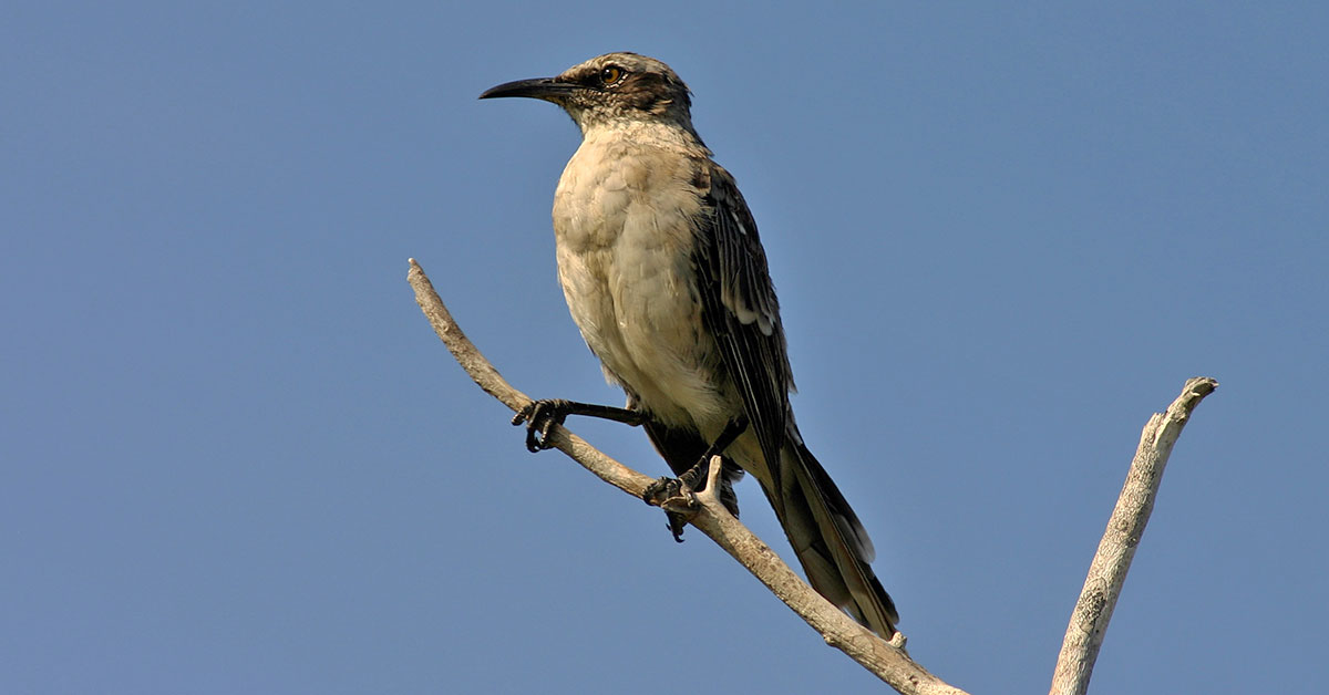 galapagos mockingbird charles j sharp