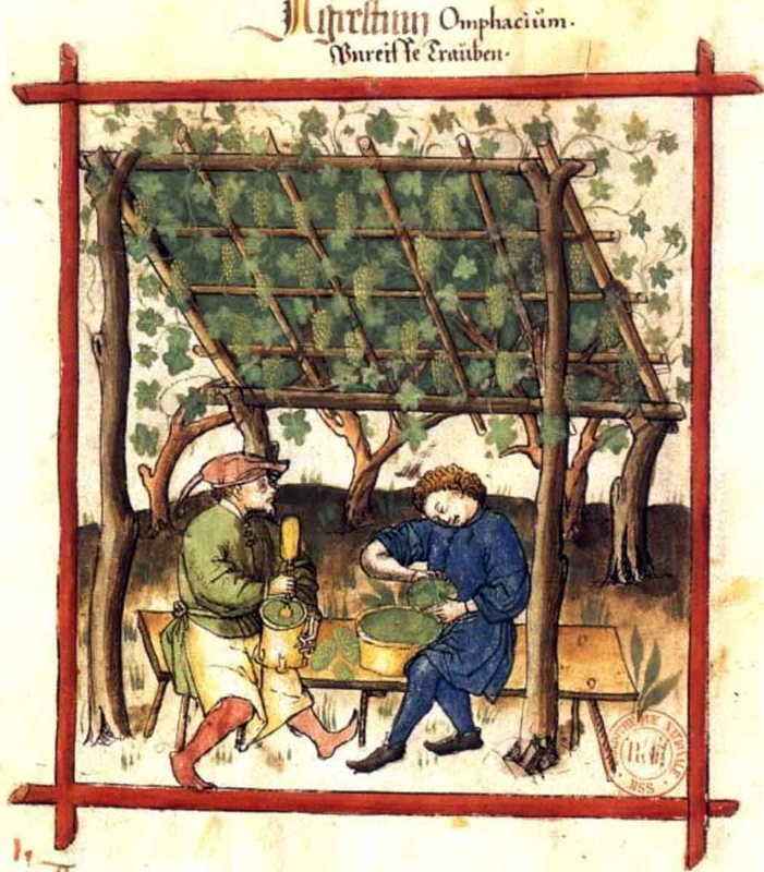 harvesting green grapes