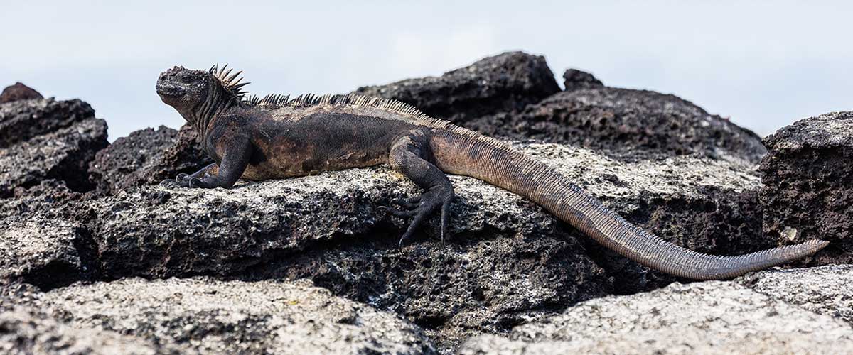 marine iguana galapagos