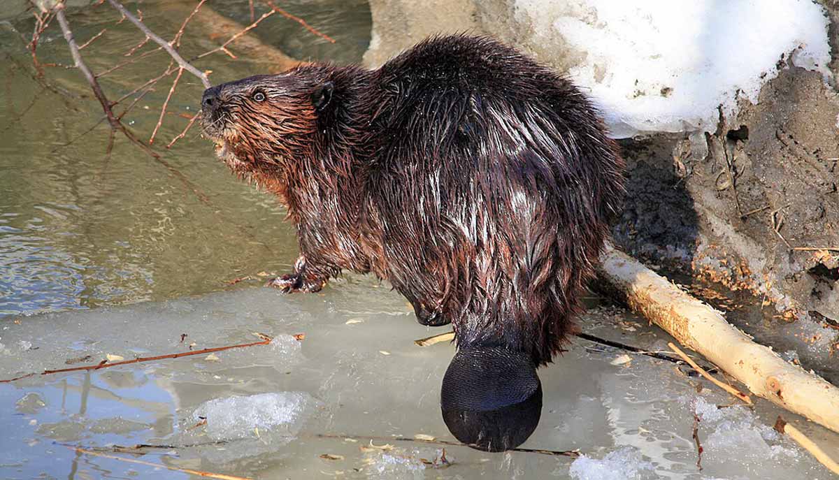 north american beaver wet