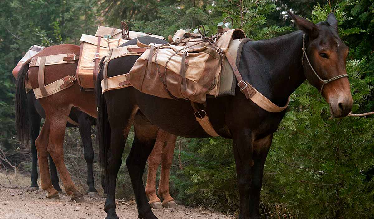 pack mules with packs