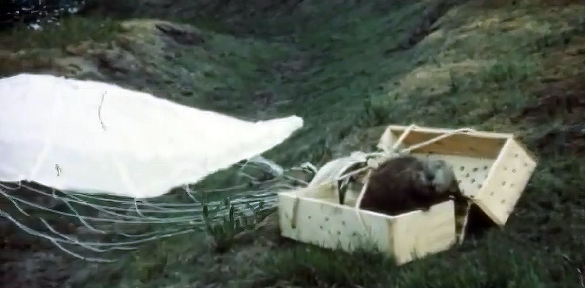 parachuting beaver in box