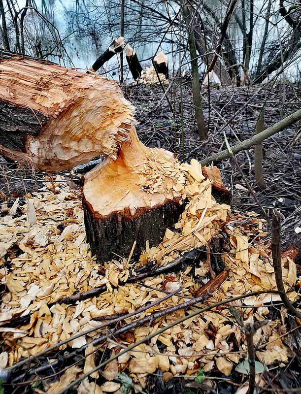 tree damage as result of beavers