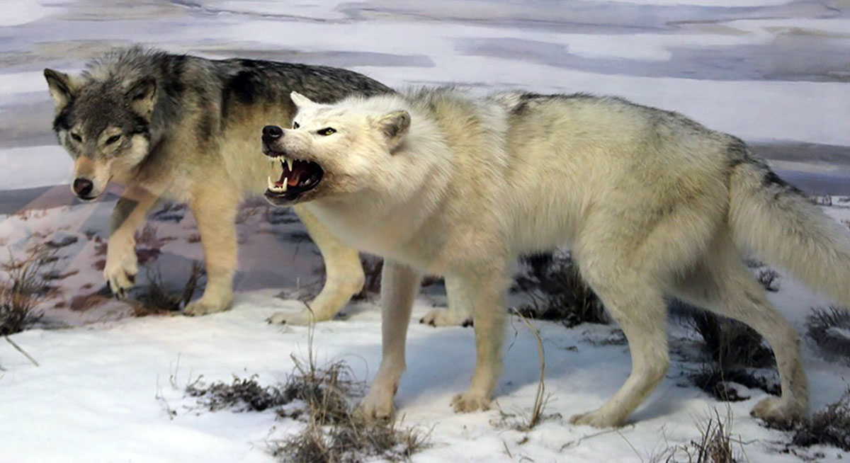 beringian wolves image