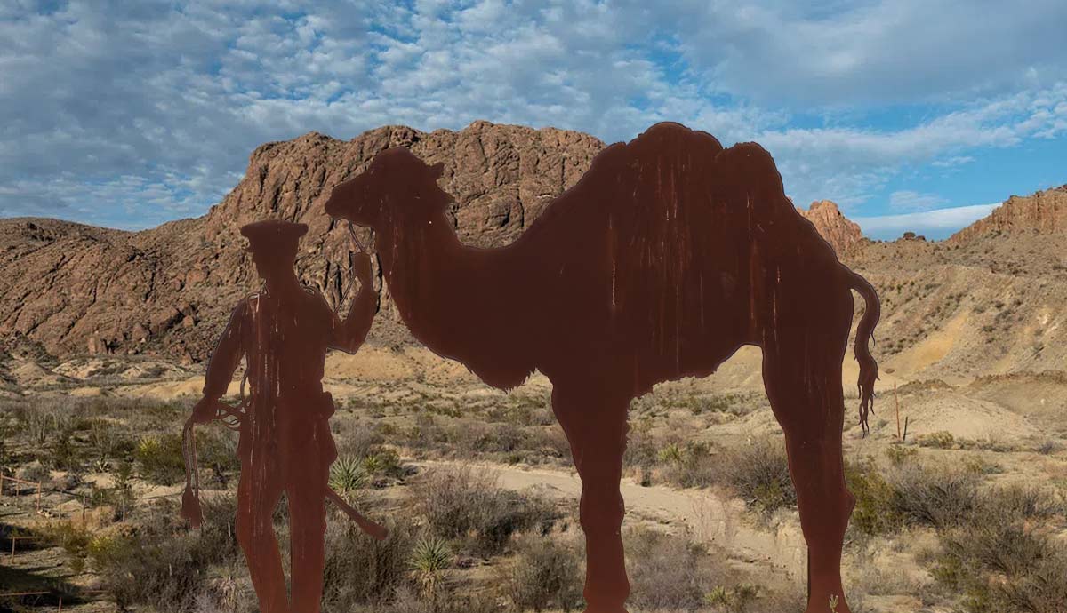 camel corps feature