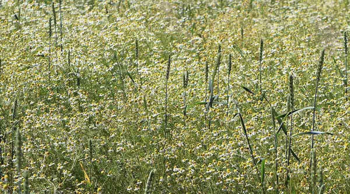 chamomile poland matricaria