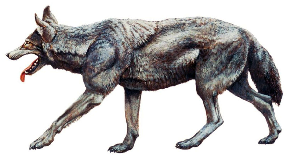 dire wolf image