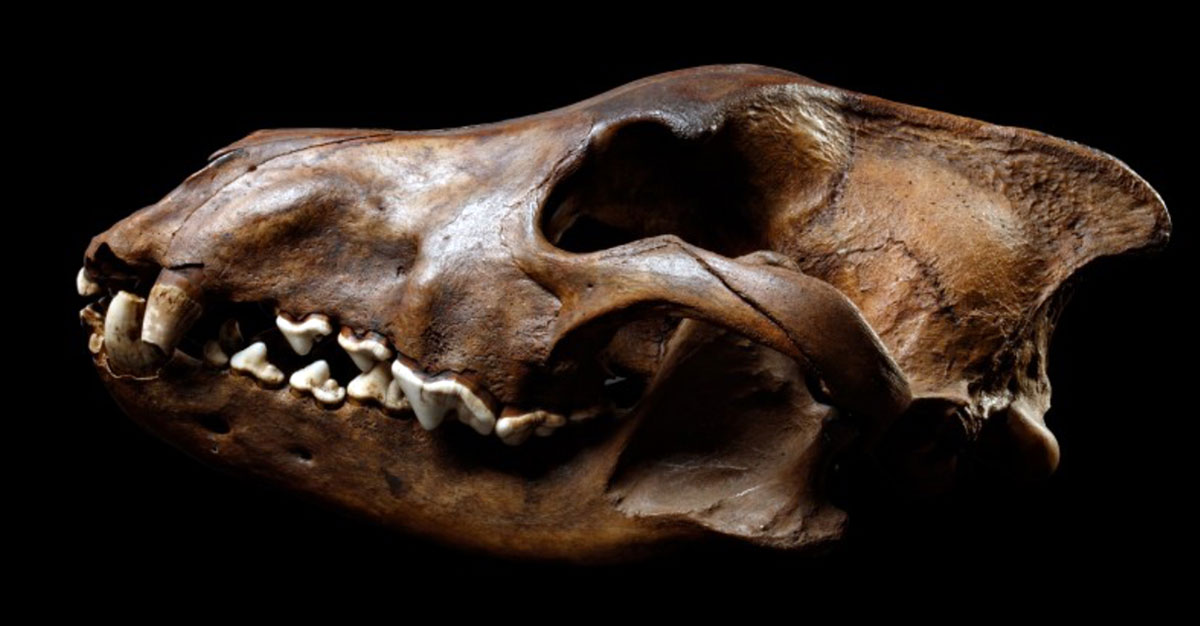 dire wolf skull