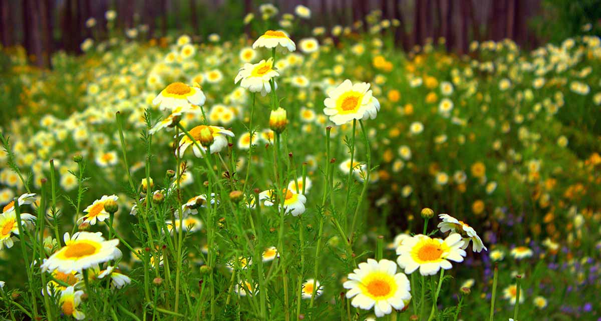 fields of flowers