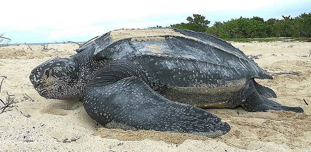 leatherback turtle trinidad and tobago