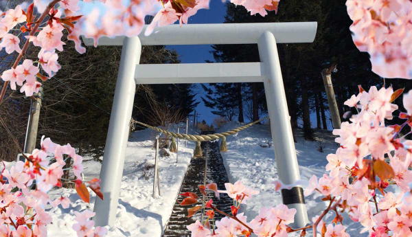 torii sakura feature