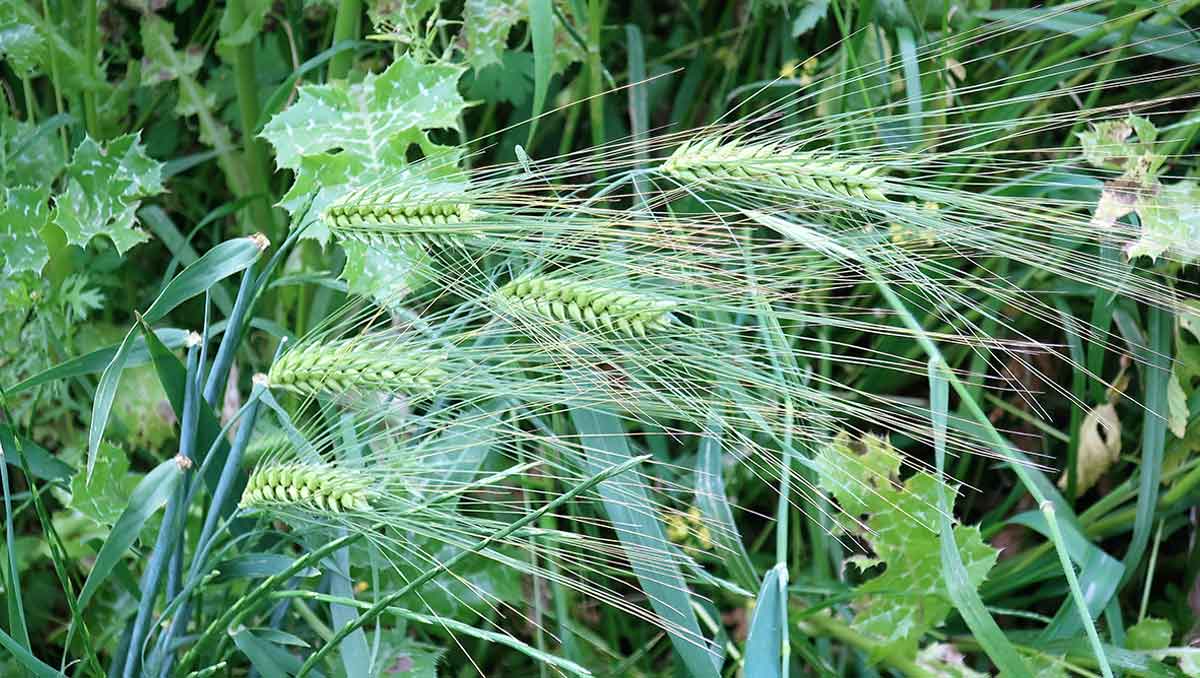 wild wheat image