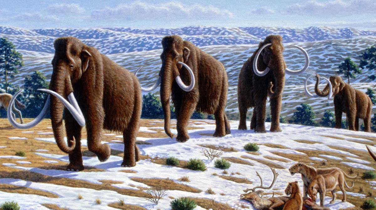 woolly mammoth crop